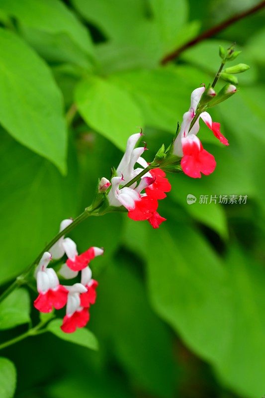 小叶鼠尾草/鼠尾草双色花，白色和红色